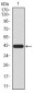 MECP2 Antibody