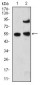 MECP2 Antibody