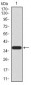 PRDM5 Antibody
