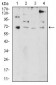 PRDM5 Antibody