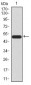 mTOR Antibody