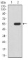 mTOR Antibody