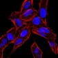 BMP4 Antibody