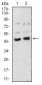 BMP4 Antibody