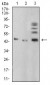 BMP4 Antibody