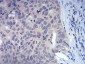 FOXP3 Antibody