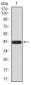 FOXP3 Antibody