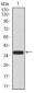 FBXL10 Antibody