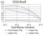 HOXA9 Antibody