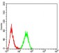 HOXA9 Antibody