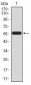 HOXA9 Antibody