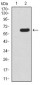 HOXA9 Antibody