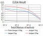 SIRT3 Antibody