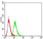 SIRT3 Antibody