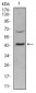 SIRT3 Antibody