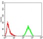 FOXM1 Antibody