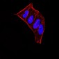 CBX5 Antibody