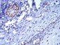 CBX5 Antibody