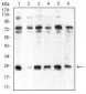 CBX5 Antibody