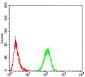 CBX5 Antibody