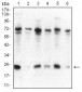 CBX5 Antibody