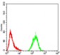 ATG13 Antibody