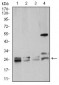 Rab5a Antibody