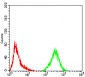 phospho-Eralpha(Tyr-537) Antibody