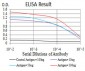 LEF1 Antibody