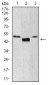 LEF1 Antibody