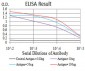 LEF1 Antibody