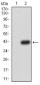 LEF1 Antibody