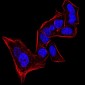 CBX5 Antibody