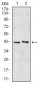 AIM2 Antibody