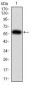 PTPN6 Antibody