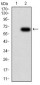 PTPN6 Antibody