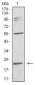 IL28A Antibody