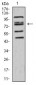 FOXP2 Antibody