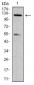 phospho-NLRC4(Ser-533) Antibody