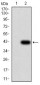 SH3GL1 Antibody