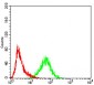 KPNA2 Antibody