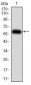 KPNA2 Antibody