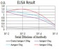 ULK2 Antibody