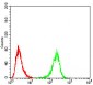 ULK2 Antibody