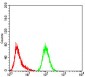 GFPT1 Antibody