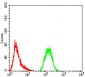 GFPT1 Antibody