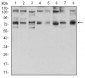 GFPT1 Antibody