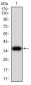 UCP2 Antibody