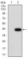 SH3GL1 Antibody