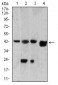 SH3GL1 Antibody